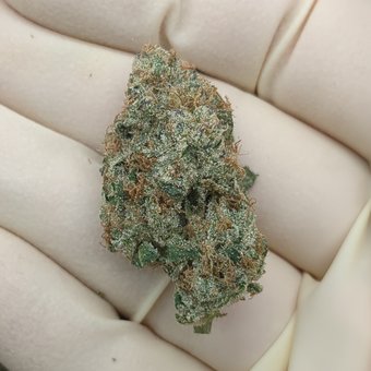 Ginger Mints - Indoor Grown