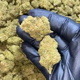 EEZY WELLNESS - OXFORD TAN - FLOWER