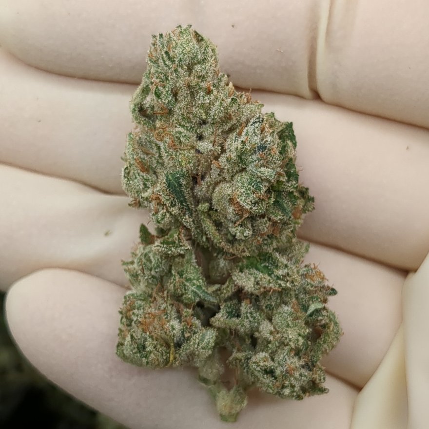 Cookie Glue - Indoor Grown