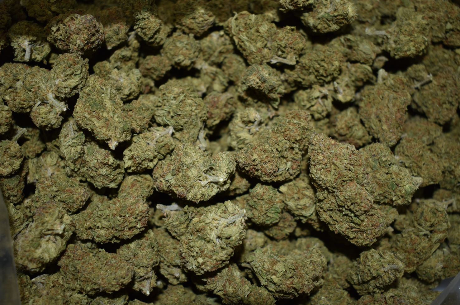 $395 1 Pound Cannabis DEAL Forbidden Fruit