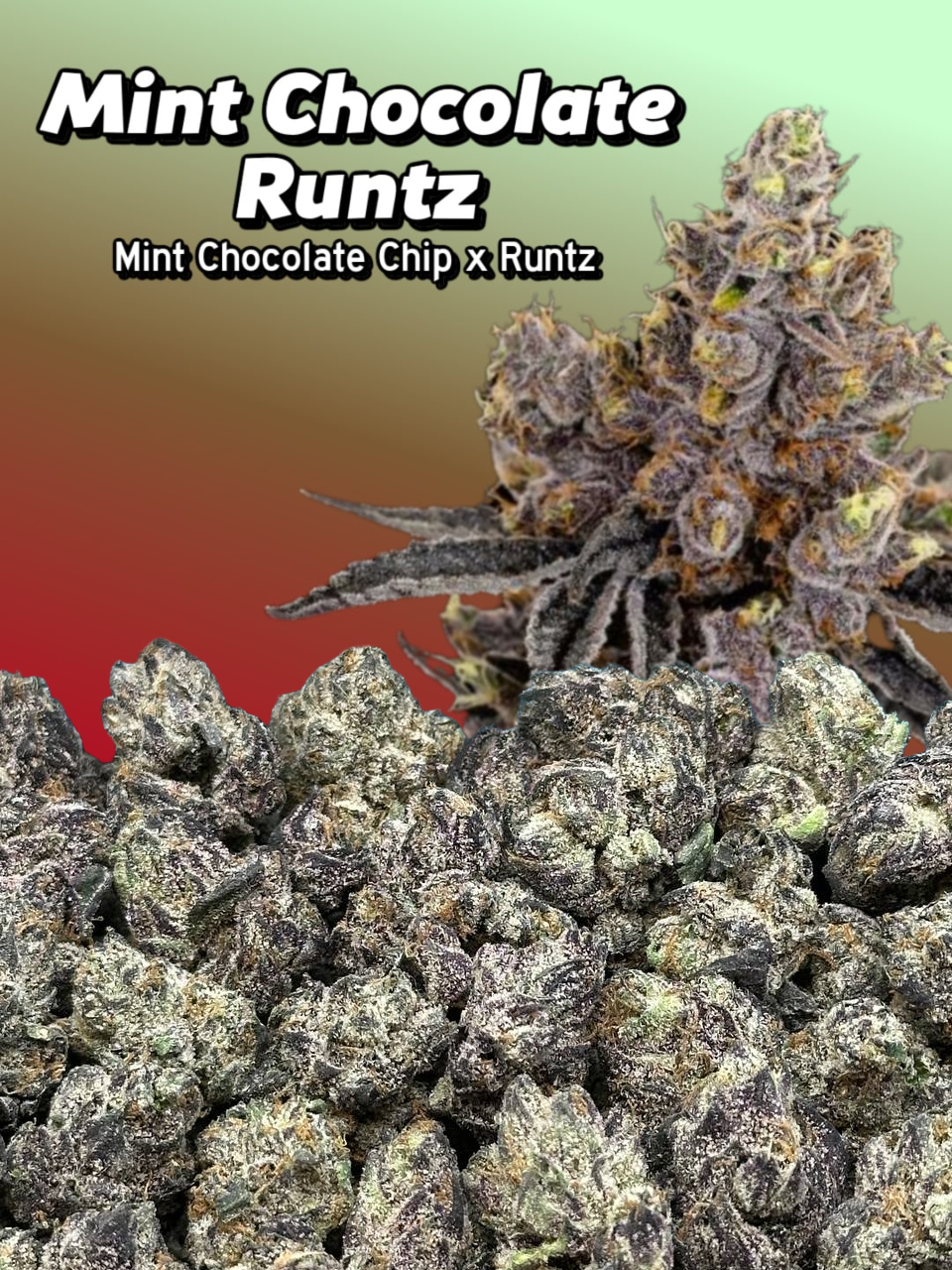 Bay Bulk Mint Chocolate Runtz 448g