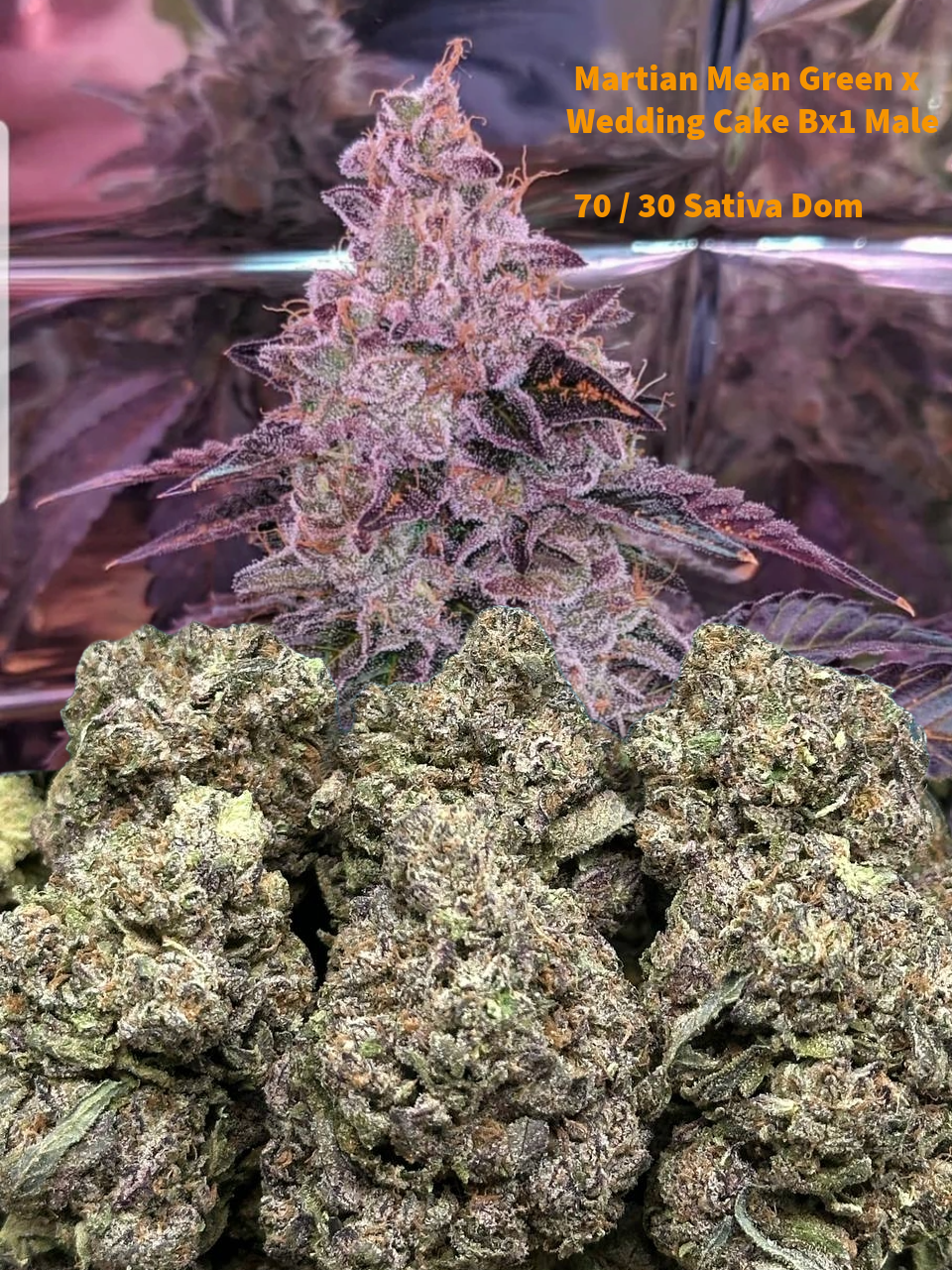 Bay Bulk Space Junky 448g