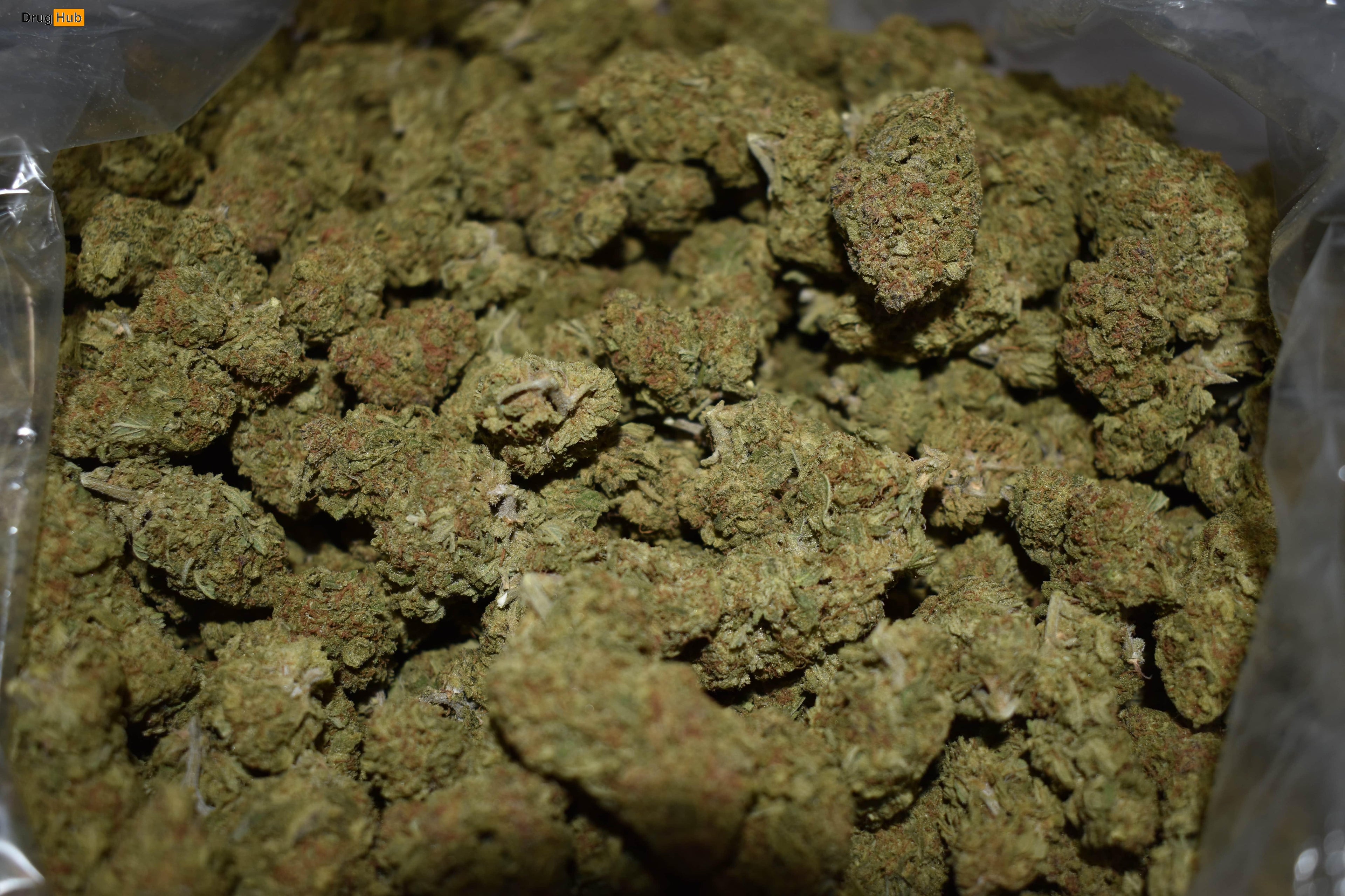 $600 1 Pound Cannabis DEAL Sensi Star